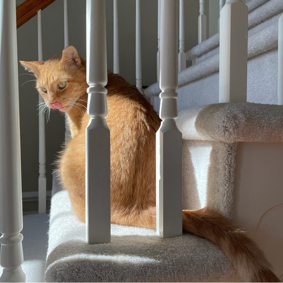 Meet your Posher, Hannah - Picture 2 of 2